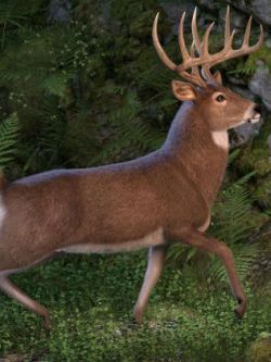 白尾鹿 纹理 CWRW Whitetail Deer LAMH Preset