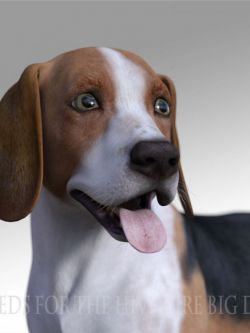 动物 狗 纹理 Breeds for the HW Dog - Beagle