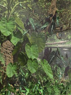86013 热带海芋植物 Tropical Alocasia Plants - Tropical Jungle and Container Plan