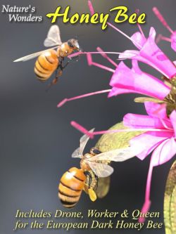 147606 动物 蜜蜂 Nature's Wonders Bee